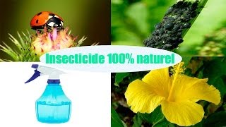 DIY insecticide 100 naturel pour les plantes [upl. by Ymirej]