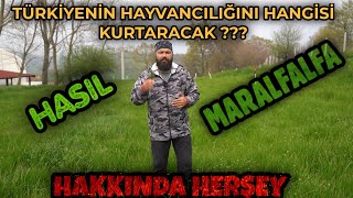 TÜRKİYE HAYVANCILIĞINI HASIL MI  MARALFALFA MI KURTARACAK [upl. by Ennayelsel]