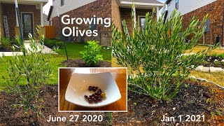 Growing and Brining Olives in Austin Texas [upl. by Landing]