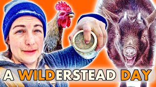 A Day In The Life Of A Northern Wilderness Homestead  Winter Homesteading In Canada  GOAT FEEDERS [upl. by Okiman213]