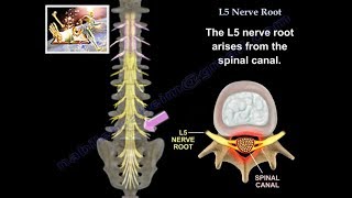 L5 Nerve Root  Everything You Need To Know  Dr Nabil Ebraheim [upl. by Marutani]