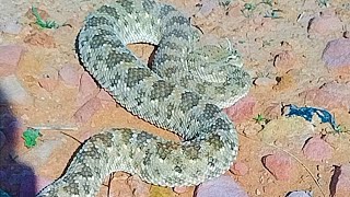 Side Walk Snake desert of Saudi ArabiaBig Snakesnake snacks [upl. by Camella]