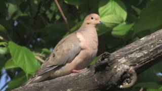 Mourning Dove Portrait [upl. by Haleigh]