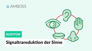 Signaltransduktion der fünf Sinne  AMBOSS Auditor [upl. by Anahir]