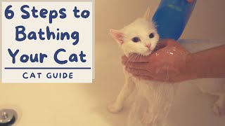 How to Bathe your Cat that Hates Water 6 Step Tutorial  The Cat Butler [upl. by Bradman977]