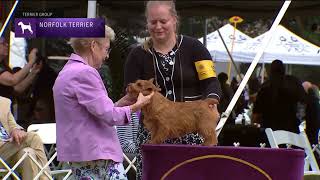 Norfolk Terriers  Breed Judging 2022 [upl. by Otto405]