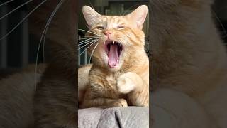 Cat Yawning like a pro No cap Kimpompoh Cat iring yawn [upl. by Craggie]