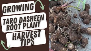 Growing Taro Dasheen Root Plant And Harvest Tips [upl. by Eelana]