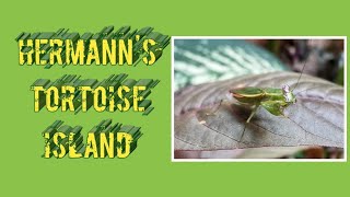 Cute Mantis Preening COJIsland [upl. by Lecram467]