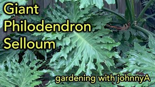 Giant Split leaf Philodendron selloum  How To Grow OutdoorsIndoors Thaumatophyllum bipinnatifidum [upl. by Odrahcir]