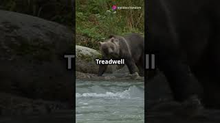 Timothy Treadwell The Grizzly Mans Tale [upl. by Akemahc]