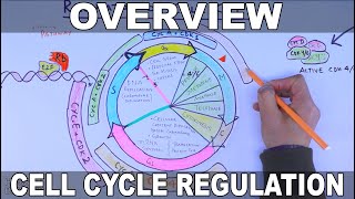 Cell Cycle Regulation  Basic Overview [upl. by Ynnelg729]