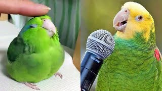 Smart And Funny Parrots Parrot Talking Videos Compilation 2024  Cute Birds 6 [upl. by Alket]