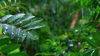 Rainforest Rain Sounds for Sleep 🌧️ 10 Hours of White Noise for Relaxing and Focus [upl. by Ecenahs]