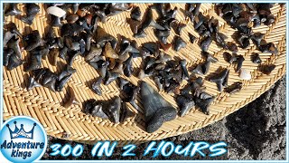 Venice Beach Florida  300 SHARK TEETH in 2 HOURS [upl. by Thrift]