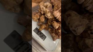 1KG di TARTUFO BIANCO😱 tartufobianco tartufo funghi fungo truffle whitetruffle tartufi [upl. by Granniah]