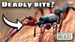 How DEADLY Is The BITE Of The WhiteTailed SPIDER [upl. by Shaer128]