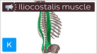 Iliocostalis muscle  Anatomical Terms Pronunciation by Kenhub [upl. by Thibaut]