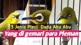 3 Jenis Pleci Abu Abu yang sering juara dan di gemari para pleci mania [upl. by Gesner953]