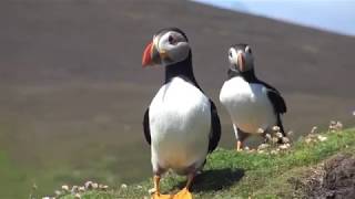 quotFeriaquot des Macareux Fair Isle Ecosse quotFeria quot Puffins [upl. by Evania453]