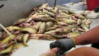 How to fillet yellow perch [upl. by Daus]