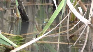 Lesser Emperor Pair in Tandem Oviposition ギンヤンマの連結産卵 [upl. by Desdee]