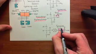 Type 1 Phosphoinositide 3Kinase Enzymes Part 6 [upl. by Niram]