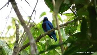 Lovely Cotinga Cotinga amabilis [upl. by Skrap]