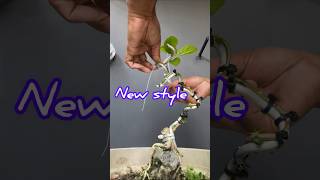 Creating a New Style of Bonsai Tree on a Rock [upl. by Cram]