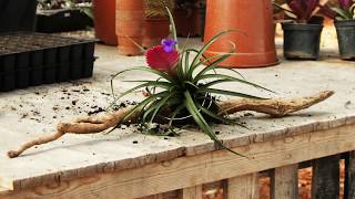 How to Display Air Plants Tillandsia [upl. by Arrahs]