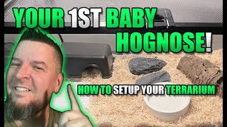 Your first baby Western Hognose Snake How to setup your terrarium [upl. by Edita]