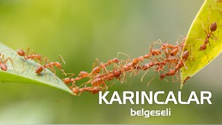 Karıncalar  Hayvanlar Alemi  Belgesel belgesel [upl. by Yetti]