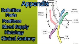 Appendix  Vermiform Appendix [upl. by Llirret596]