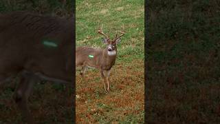 Bow hunting 🦌 these are some beautiful deer buck deerhunting wildlife outdoorsurvival hunting [upl. by Fraser]