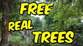 Planted Over 500 REAL Trees Using This Game [upl. by Jaquelyn]