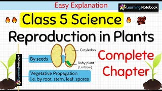 Class 5 Science Chapter 1 Reproduction in Plants [upl. by Ggerc662]