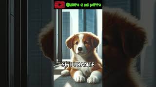 83 La increíble historia de Canelo 🐕 El perro que esperó 12 años  Quieroamiperro ❤️ [upl. by Kurth]