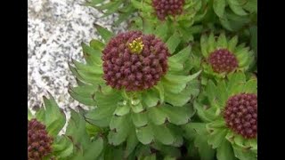 Rhodiola rosea [upl. by Aimo]