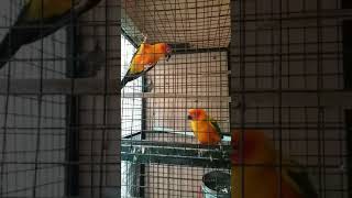 Sun conure sounds 2 [upl. by Munafo137]