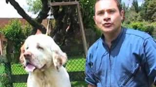 LA RAZA CLUMBER SPANIEL [upl. by Alyel]