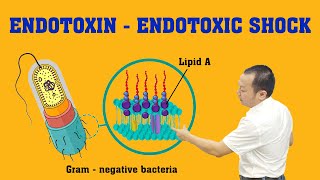 Endotoxin  Endotoxic Shock Nội Độc Tố  Sốc Nhiễm Khuẩn EndotoxicShock [upl. by Simson]