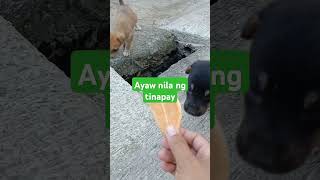 shortmga baby asong gala Sila walang nag aalaga [upl. by Fishbein]