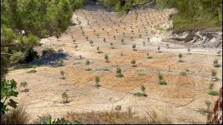 080724 ελαιόδεντρα ποικιλίας Πικουάλ 1 έτους  olive trees Picual 1 years old 🇬🇷 [upl. by Cranford]