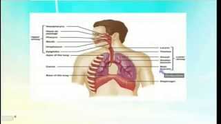 المحاضرة الأولى لدكتورة  هدى سالم  Bronchial asthma [upl. by Yedorb]