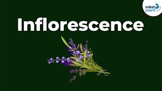 Types of Inflorescence  Morphology of Flowering Plants  Dont Memorise [upl. by Thrift]