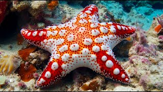 Top 5 Most Bizarre Starfish Species  Fascinating Sea Stars [upl. by Ebony]