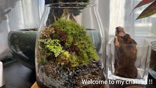 Moss in the glass tankonce again）  儲物罐中製作苔蘚景觀  No14：20240320 [upl. by Annaeel]