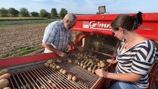 Dernières récoltes des variétés tardives de pomme de terre [upl. by Cora513]