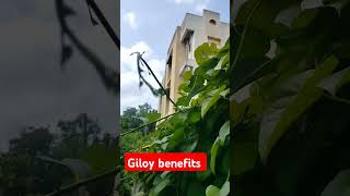 Giloy benefits । benefits of Giloy।Gulvel medicinical plant ।guduchi गूळवेल।Ayurvedic medicine [upl. by Roy596]