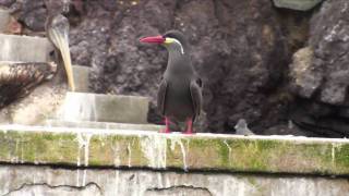 Birds of Peru Inca tern  Larosterna Inca Charran Inca [upl. by Gannon]